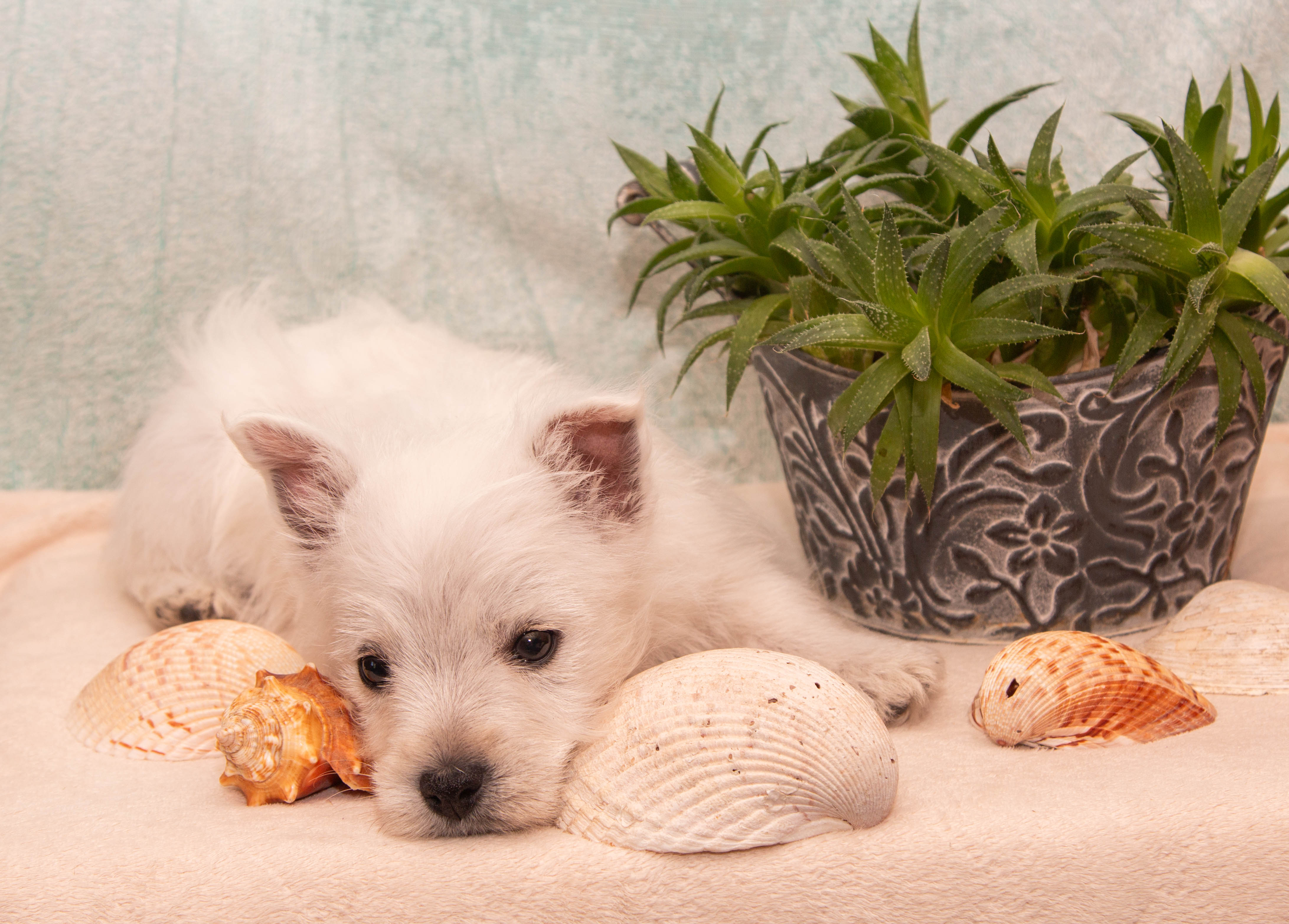 puppy, for, sale, West Highland White Terrier, Amos B. King, dog, breeder, Romney, WV, dog-breeder, puppy-for-sale, forsale, nearby, find, puppyfind, locator, puppylocator, aca